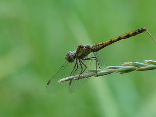 стрекоза на колоске