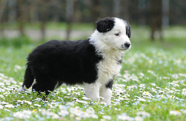 BORDER COLLIE, 2 MESI