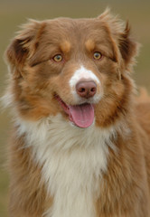 AUSTRALIAN SHEPHERD
