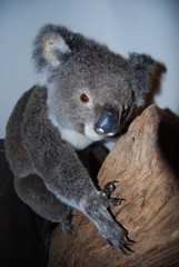 koala 2