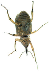 insect snout beetle