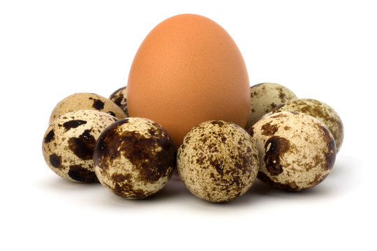 quail and hen's eggs