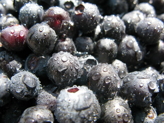 Close-up fresh blueberrie with droplets of water