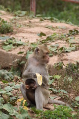 Naklejka premium Monkey, Kosampe Park, Kosumphisai, Mahasarakam