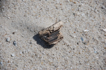Holz
