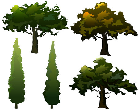 Trees. Olive and Cypress. Vector