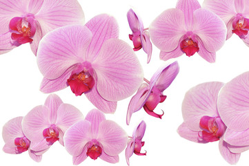 Orchid background