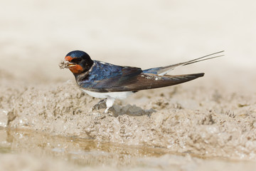 Barn Swallow, Hirundo rustica