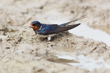 Barn Swallow, Hirundo rustica