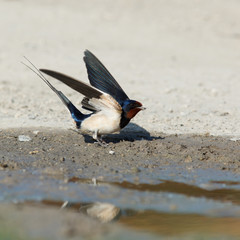 Barn Swallow, Hirundo rustica