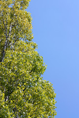 Leaves on a poplar