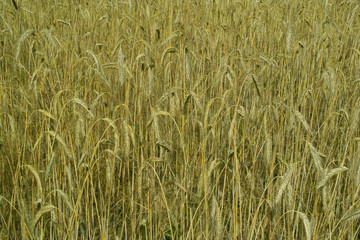 Weizen vor der Ernte