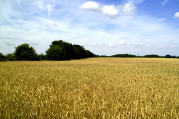 Weizenfelder im Havelland