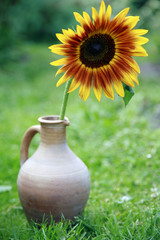 Sunflower in a vase on grass
