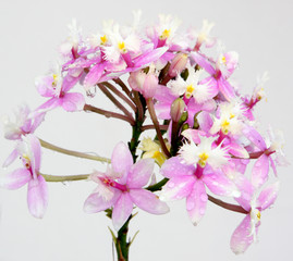 fleurettes d'orchid&eacute;e &eacute;pidendrum