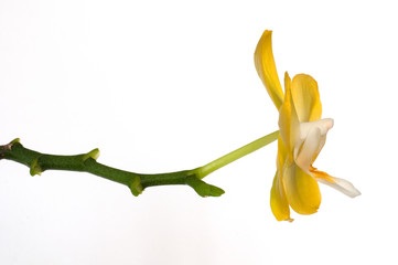 Gelbe Orchideenblüte Phalaenopsis freigestellt