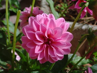 Obraz premium Dalhia