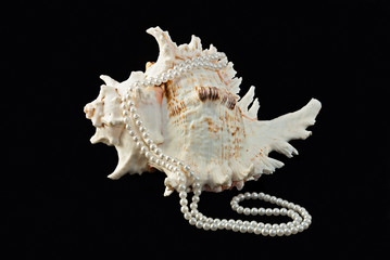 Sea shells and pearls over black background