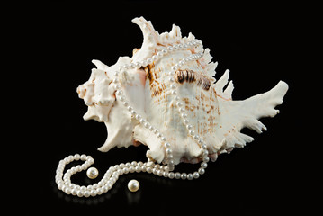 Sea shells and pearls over black background