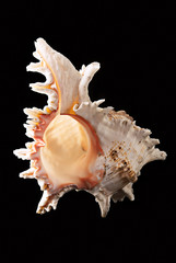 sea shell over black background