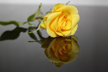 yellow Rose on black reflection