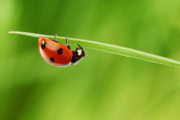 ladybug on grass