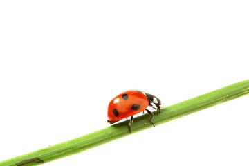 Obraz premium ladybug on grass