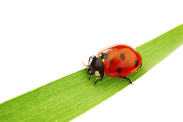 ladybug on grass