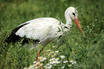 Weißstorch auf Futtersuche