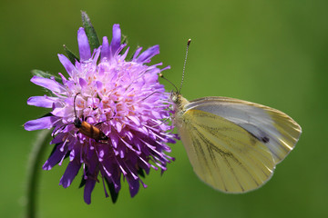 Großer Kohlweißling