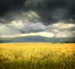 Field of wheat with ominous clouds