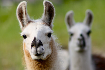 llama © jdawg316
