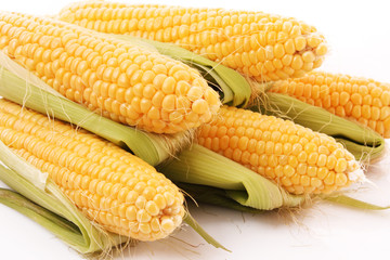 Corn isolated on white