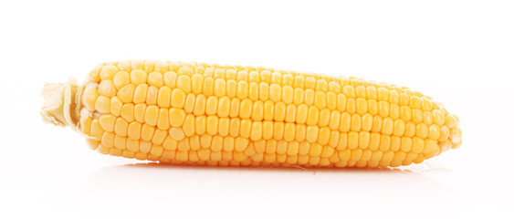 Corn isolated on white