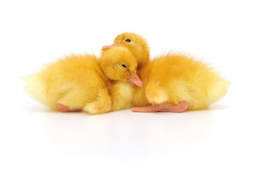 two ducklings
