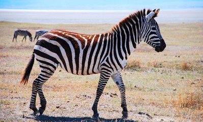 zebra in Africa