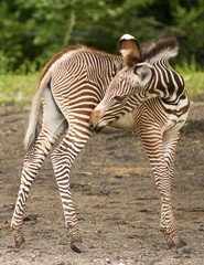 Young Grevy Zebra