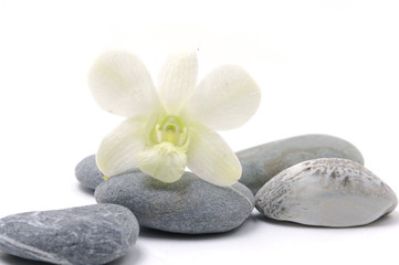 Fototapeta na wymiar Orchid flower with nature stone