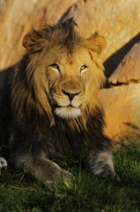 Lion