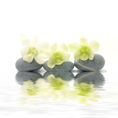 Reflection of white orchid with zen stones