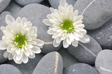 Fototapeta na wymiar Nice calm image of beach pebbles with white flower