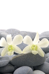 Fototapeta na wymiar Pair of orchid with gray stones