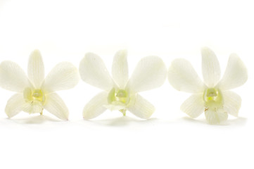 Three orchids isolated with clipping path