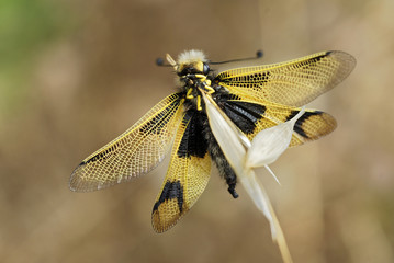 Macro d'une libellule ascalaphe posée sur une herbe