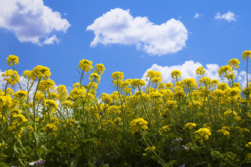 Obraz premium ナノハナ