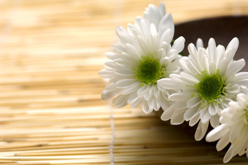 Wooden bowl with fresh white chrysanthemums