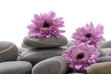 Still life with pebble and pink daisy flower