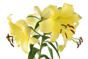 yellow lilies