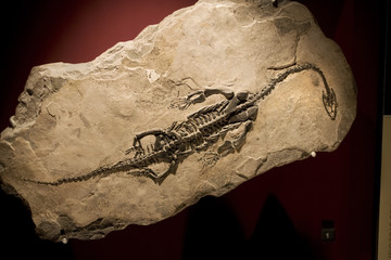 fossil © markrhiggins