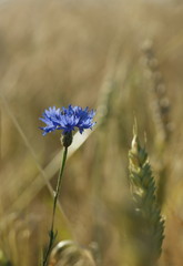 cornflower © galeriawidokow